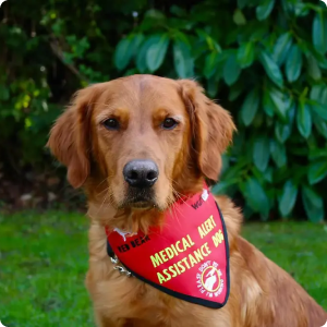 Dog wearing red medical alert assistance dog bandana